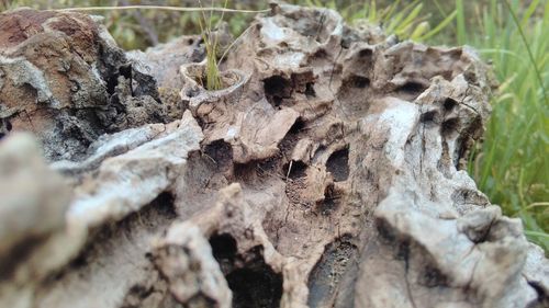 Close-up of tree trunk on field