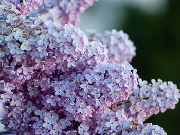 Close-up of pink hydrangea flowers