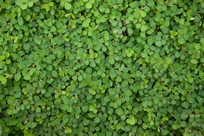 Full frame shot of green leaves