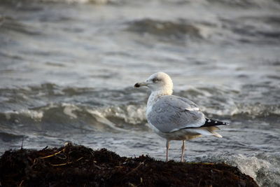 Seagull perching on a rock