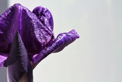 Close-up of purple flowering plant against white background