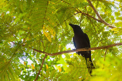 Low angle view of black cat on tree