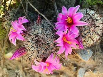 Close-up of pink flowers blooming outdoors