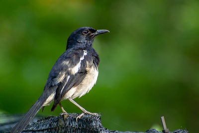 Close-up of a bird perching on wood