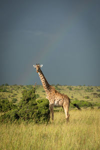 Masai giraffe stands flicking tail under rainbow