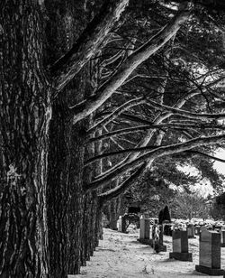 Trees growing in cemetery