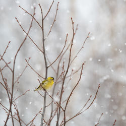 Bird perching on tree during winter