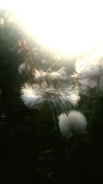 Close-up of dandelion