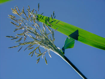 Low angle view of plant against clear blue sky