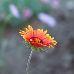 Close-up of orange flower