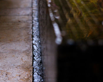 Close up of plant against blurred background