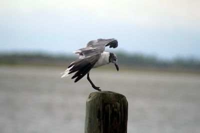 Bird perching on wooden post