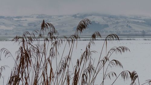 Plants growing on snow covered land against sky