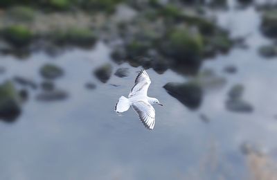 Close-up of white bird flying over water