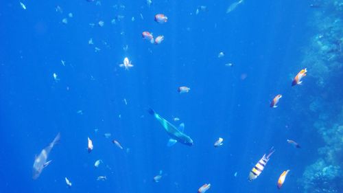 Fishes swimming in blue water