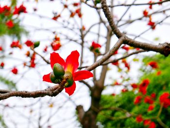 Low angle view of red cherry blossoms on tree