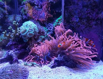 View of coral in sea