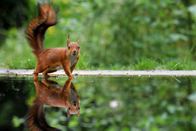 Squirrel on lake