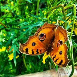 Close-up of butterfly on flower