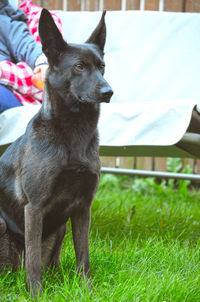 Dog on field