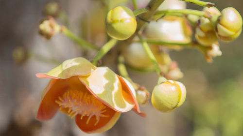 Close-up of yellow berries growing on plant