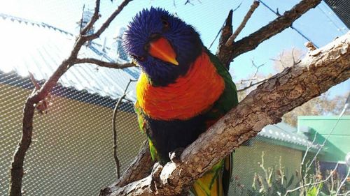 Close-up of parrot