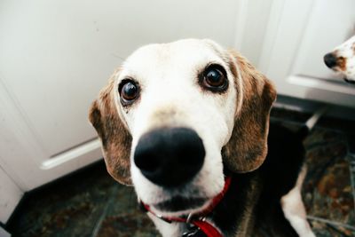 Close-up portrait of dog at home