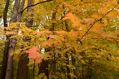 Autumn leaves on tree in forest