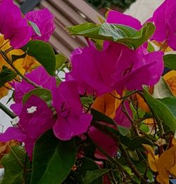 Close-up of pink flowering plant