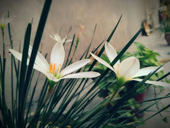 Close-up of white crocus blooming outdoors