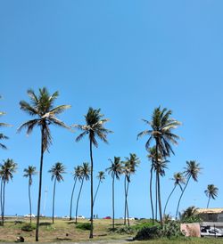 Palm trees on landscape against clear blue sky