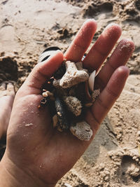 Close-up of hand holding seashells on beach