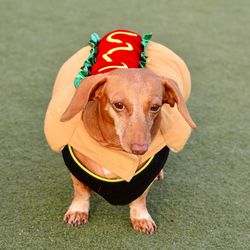 Close-up of dog wearing hotdog costume