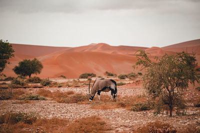 Horse standing on field