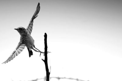 Low angle view of bird flying against clear sky