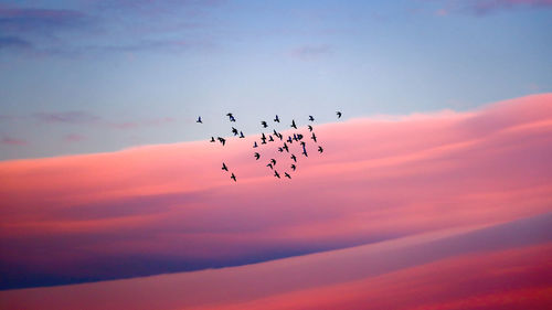 Low angle view of birds flying against sky during sunset