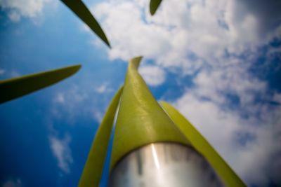 Close-up low angle view of leaves