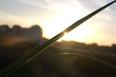 Close-up of grass against sky during sunset