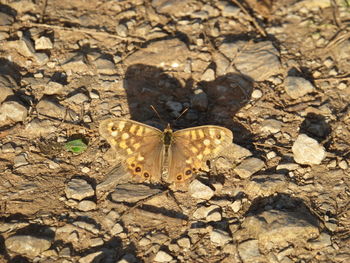 High angle view of butterfly on ground