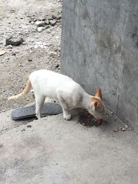 Cat lying on ground