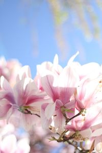 Close-up of pink cherry blossoms