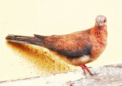 Close-up of bird