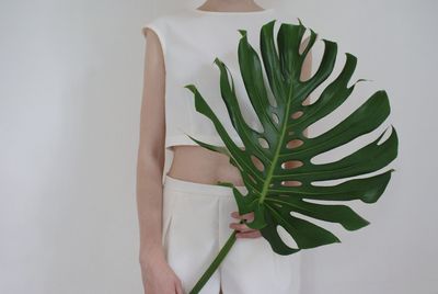 Close-up of leaves over white background