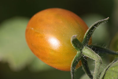 Close-up of orange fruit