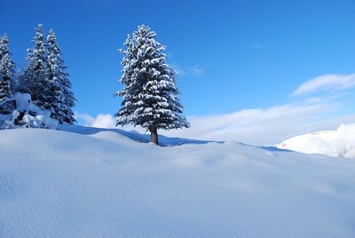 Pristine snow and a winter scene with a pine tree