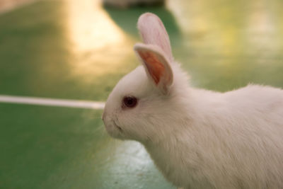 Close-up of a rabbit