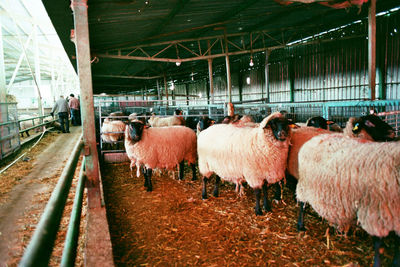 Flock of sheep in a barn