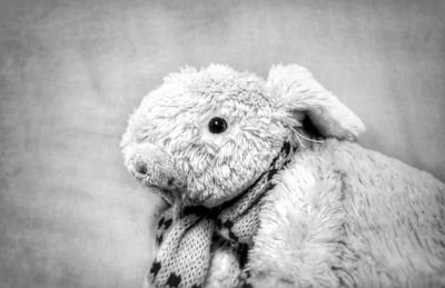 Close-up of white animal