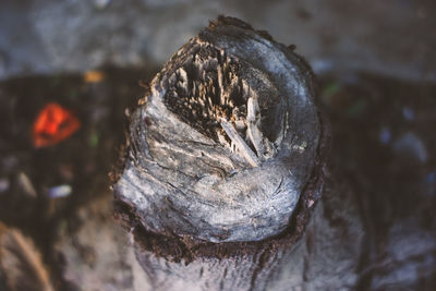 macro photography