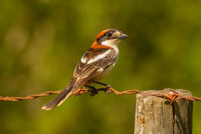 Close-up of bird perching on branch